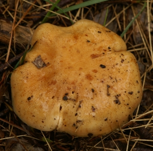 Cortinarius cinnamoneus